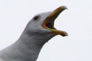 Kelp Gull (Larus dominicanus)